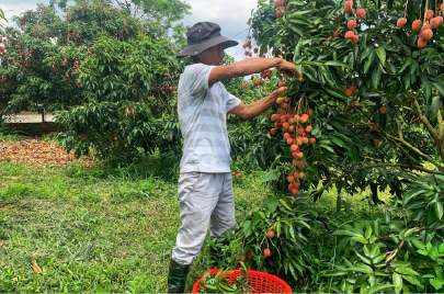Parcelas Productivas de Cacao